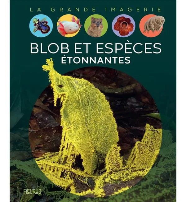 letoucanreveur-127494